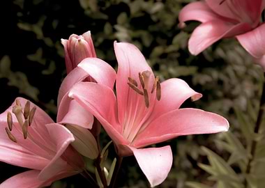 Pink lily in garden