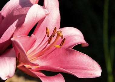 Pink lily in garden