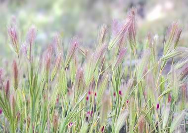 Spring Pastel Rushes