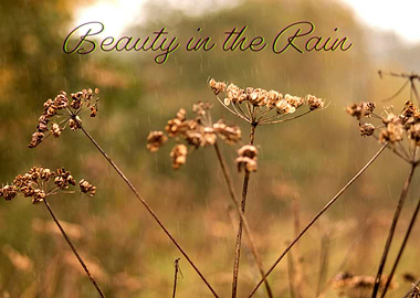 Beauty in the Rain