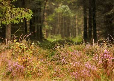 Heather and rainfall