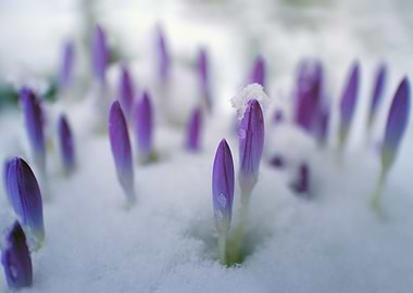 Crocus In Snow