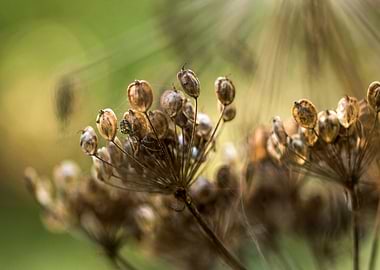 Hogweed seed head