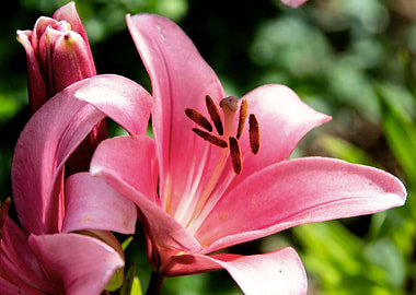Pink lily in garden