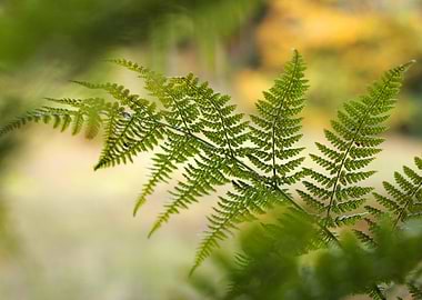 Fern