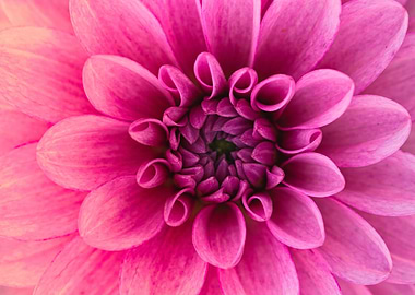 Pastel Suede Pink Dahlia