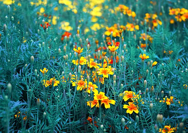 Buttercup Meadow Blue