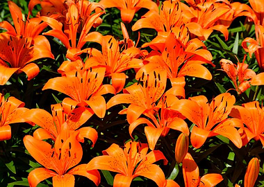 Vibrant Orange Lilies