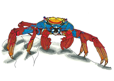 Red rock crab