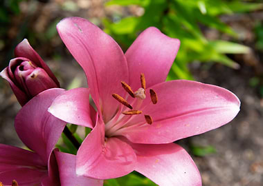 Pink lily in garden