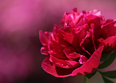 Deep Red Peony