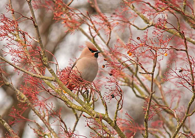 Waxwing