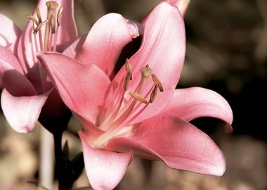 Pink lily in garden