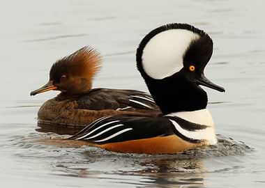 Pair of Hooded Mergansers