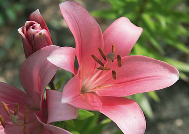 Pink lily in garden