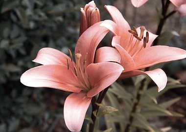 Pink lily in garden