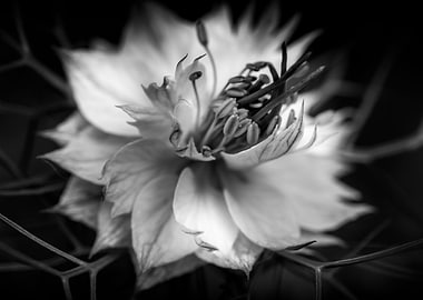 black and white flower