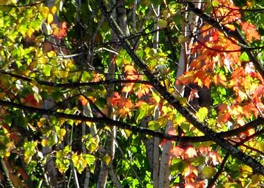 Stained Glass Autumn