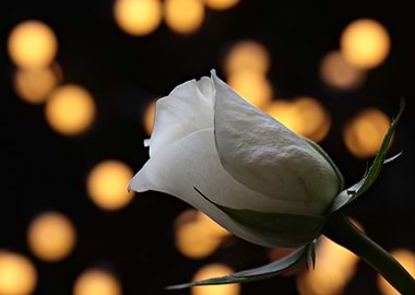 Bokeh White Rose
