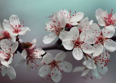 White Spring Blossoms