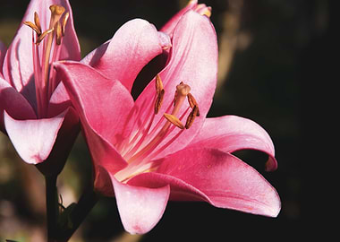 Pink lily in garden