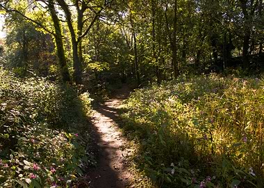 Light through the trees