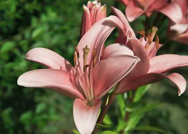 Pink lily in garden