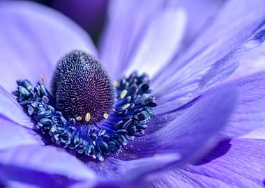 Lilac Anemone