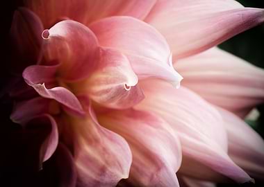 Pastel Pink Dahlia