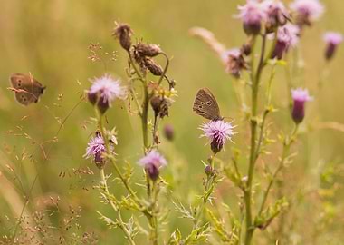 Meadow Browns