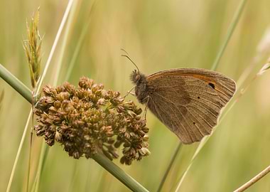 Meadow Brown butterfly