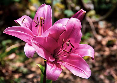 Pink lily in garden