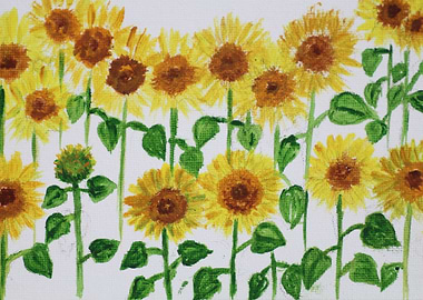 Sunflowers