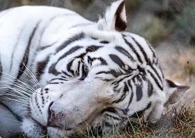 White Tiger