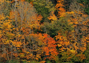 English Bluff in Autumn