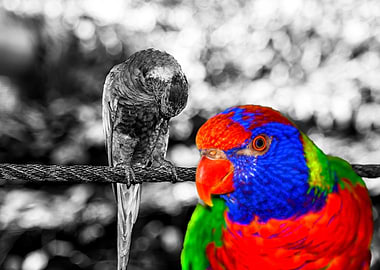 The bird in paradise