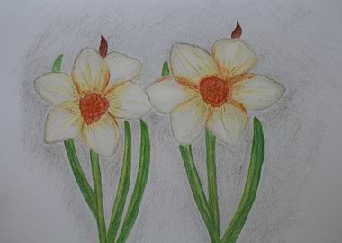 Daffodils