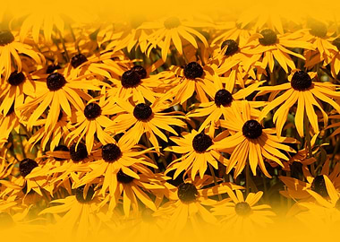 Rudbeckia Coneflowers
