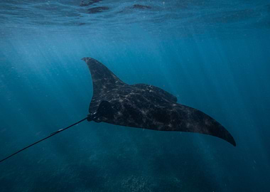Manta Ray