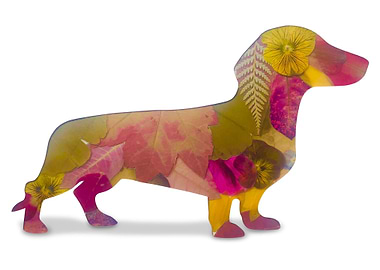 Pressed Flower Wiener Dog