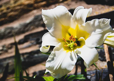 Madonna lily in garden