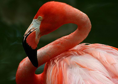 Flamingo