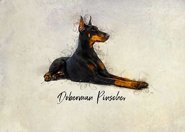 Doberman Pinscher