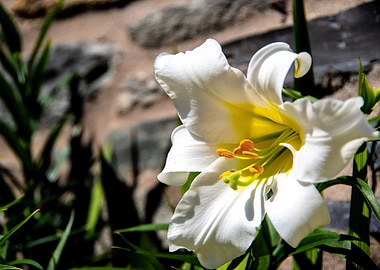 Madonna lily in garden