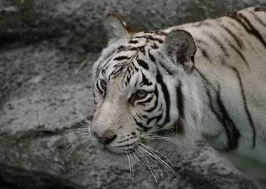 White Tiger