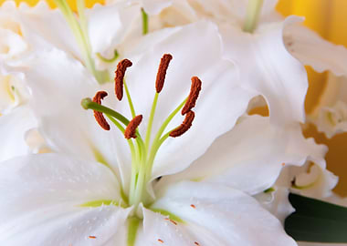 Madonna lily with heart