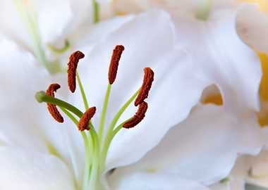 Madonna lily close up