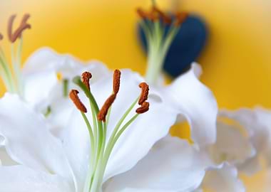 Madonna lily with heart