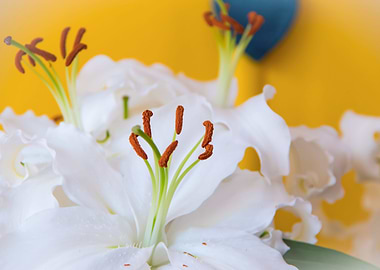Madonna lily with heart