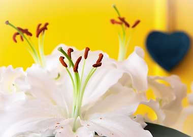 Madonna lily with heart